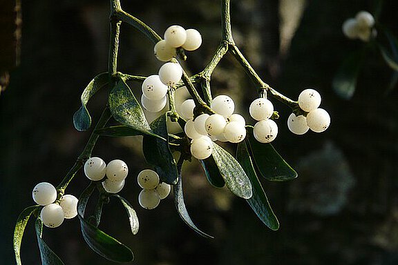 csm_mistletoe-berries-16393_1920_6056e17776.jpg  